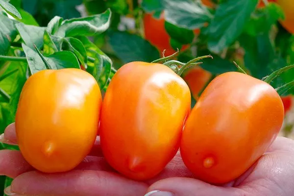 Описание плодов