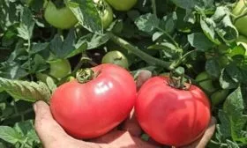 Сорт Пинк Буш