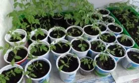 Выращивание рассады