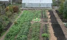 Выбор участка под томаты