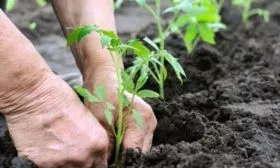 Высадка рассады томатов