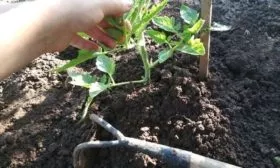 Вспушивание земли