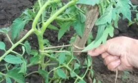 Подвязка кустов