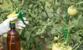 Обработка от болезней и вредителей