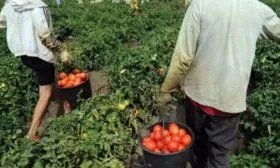 Уборка урожая томатов