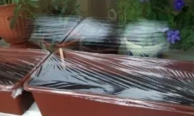 Укрытие семян плёнкой