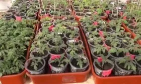 Условия для рассады