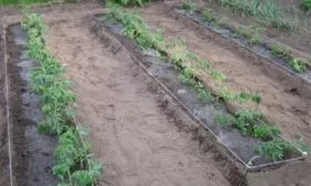 Выбор грядки