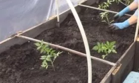 Высадка рассады