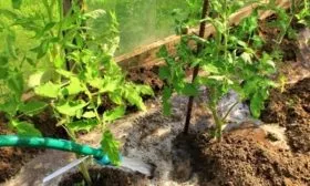 Правила полива томатов