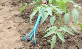 Рыхление вокруг кустов томата