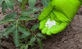 Как удобрять помидоры