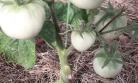 Куст без подвязки