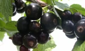 Смородина сорта Ажурная