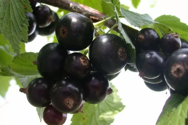 Смородина сорта Ажурная