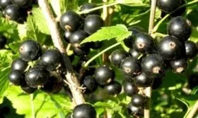 Внешний вид куста и ягод