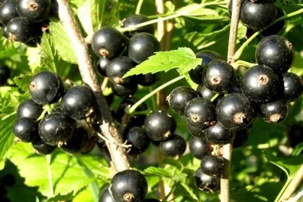 Внешний вид куста и ягод