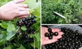 Характерные черты сорта