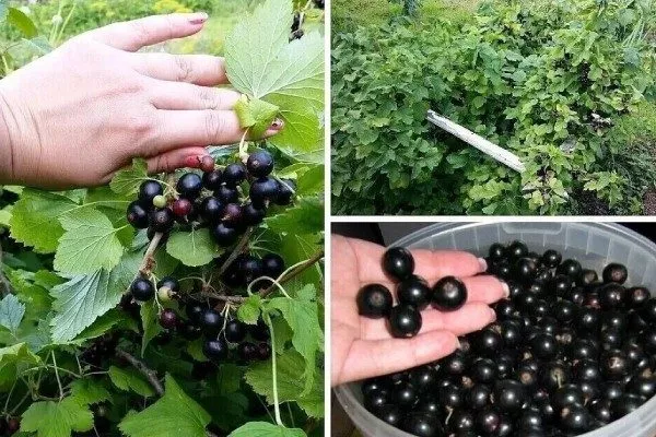 Характерные черты сорта