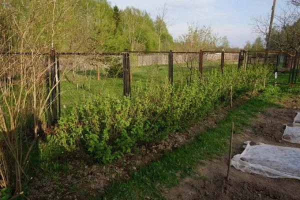 Участок под посадку чёрной смородины