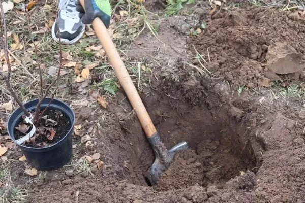 Яма под смородину