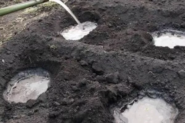 Полив посадочной ямы
