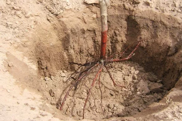 Размещение саженца в лунке