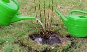 Полив саженца