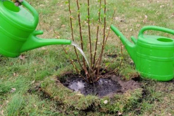 Полив саженца