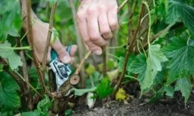 Уход за черной смородиной