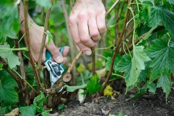 Уход за черной смородиной