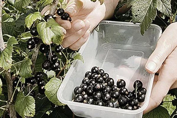 Смородина Ажурная: декоративная с резными листьями