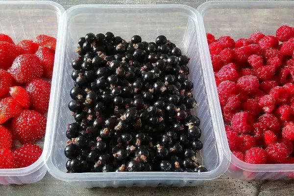 Хранение черной смородиной в холодильнике