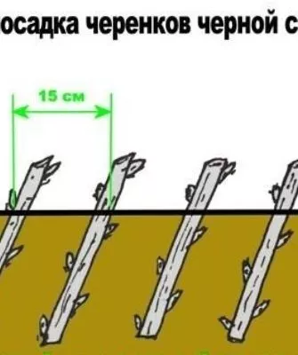 Черенкование смородины