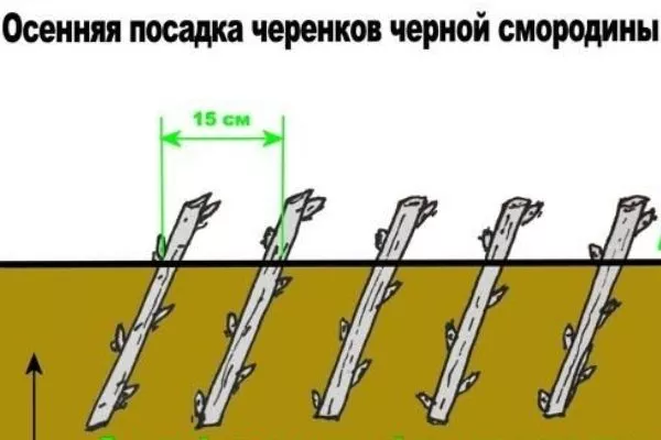 Черенкование смородины