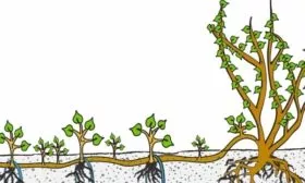 Метод размножения отводками