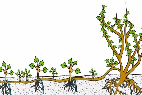 Метод размножения отводками
