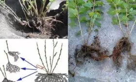 Деление куста