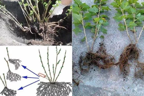 Деление куста