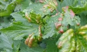 Признаки болезней смородины