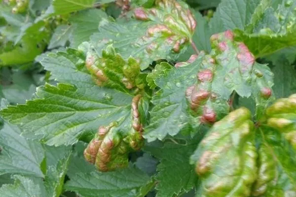 Признаки болезней смородины