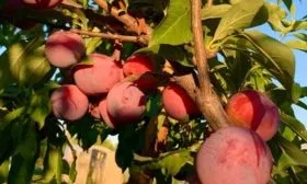 Сорт Шарафуга Вельвет Санрайз