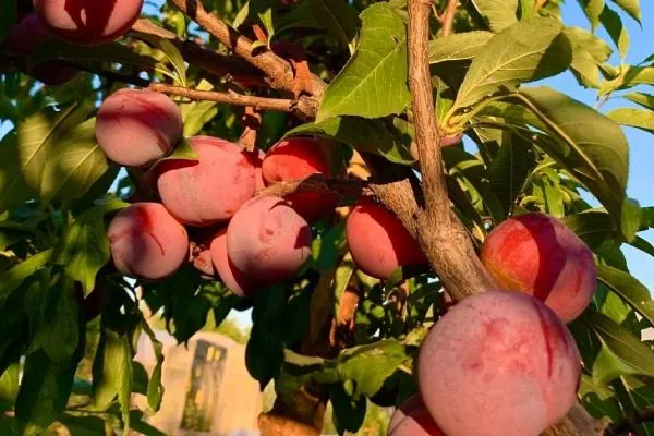 Сорт Шарафуга Вельвет Санрайз