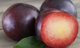 Плод в разрезе