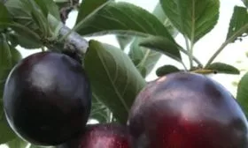 Описание дерева