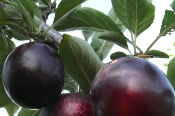 Описание дерева