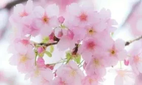 Цветение сливы