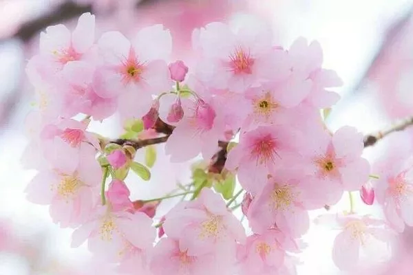 Цветение сливы