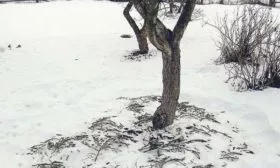 Дерево сливы зимой