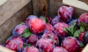 Хранение сливы